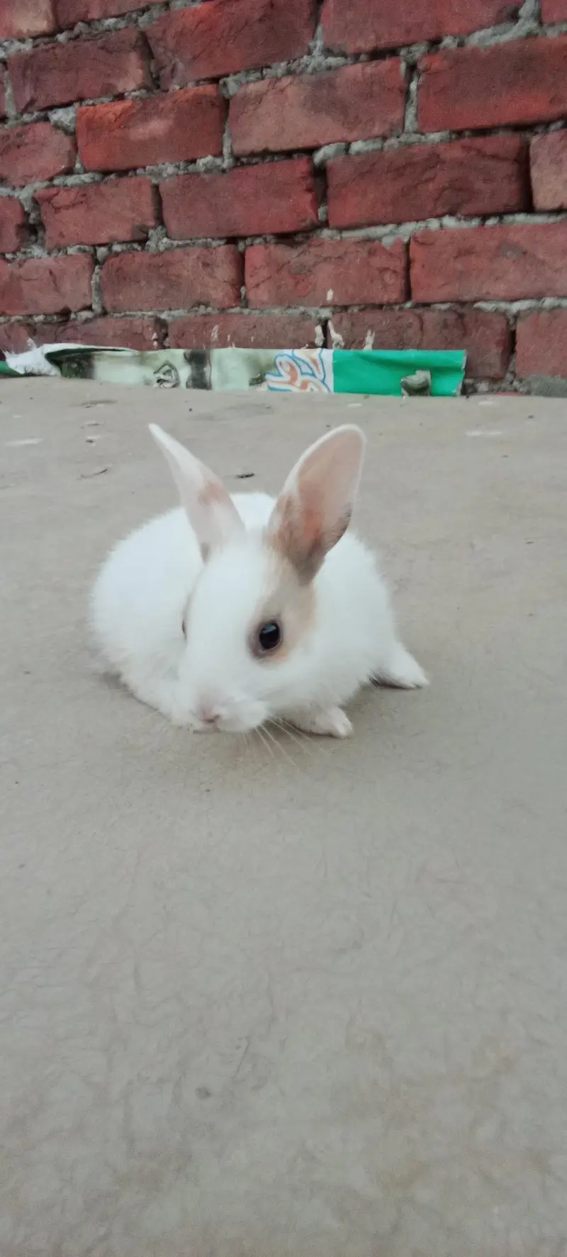 Rabbit babies multi colour beautiful and active — photo 2
