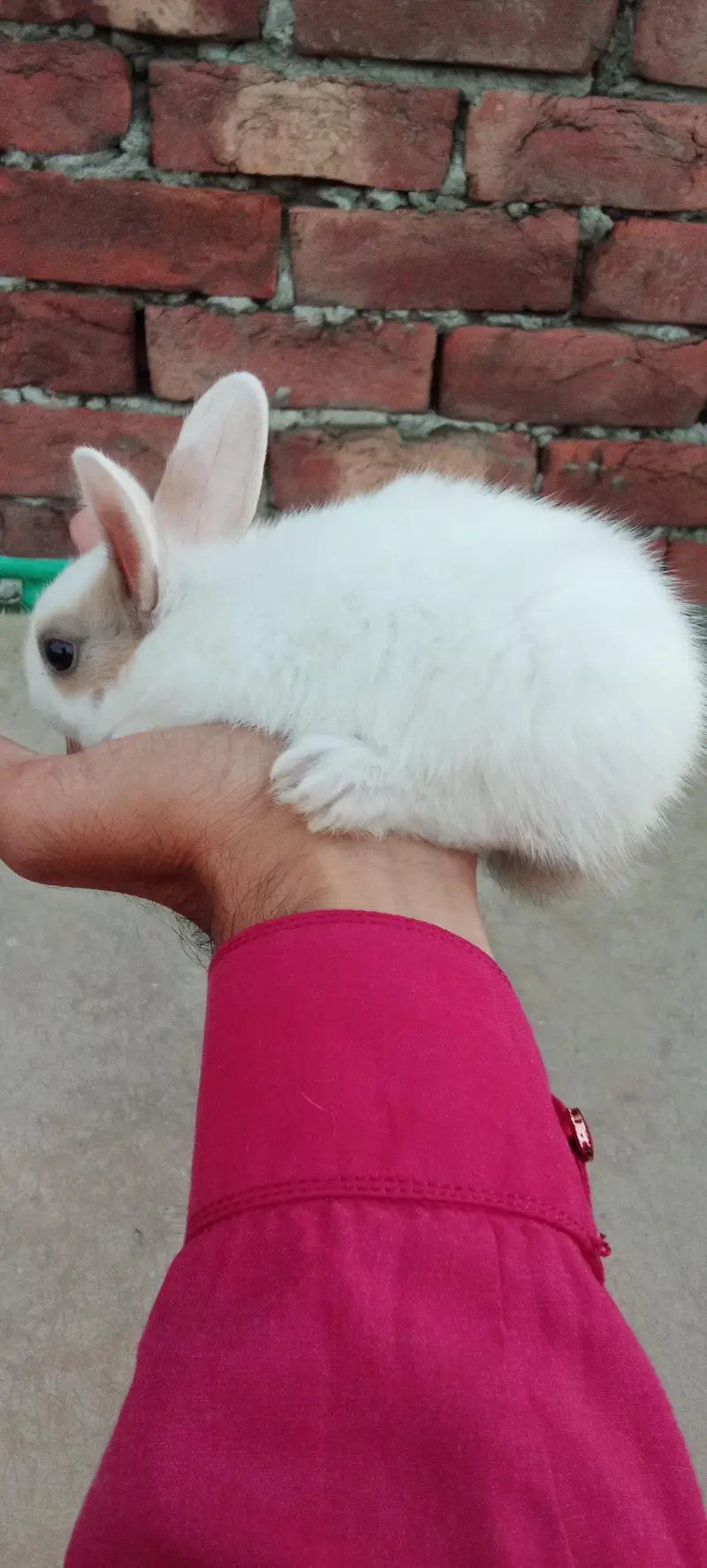 Rabbit babies multi colour beautiful and active — photo 3