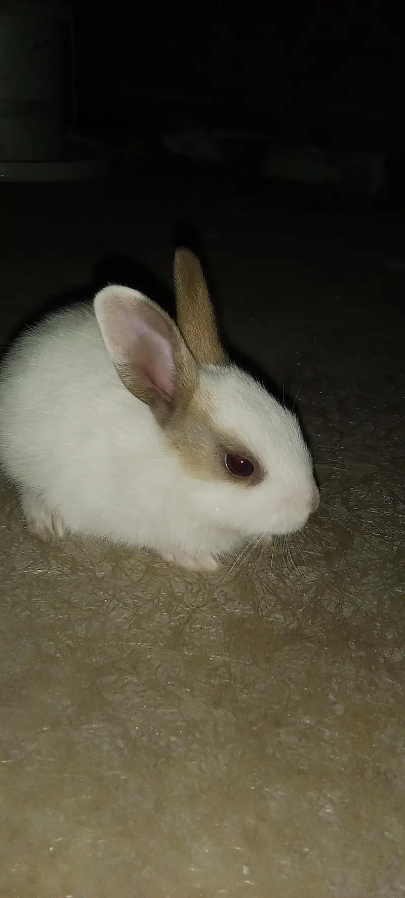 Rabbit babies multi colour beautiful and active — photo 4