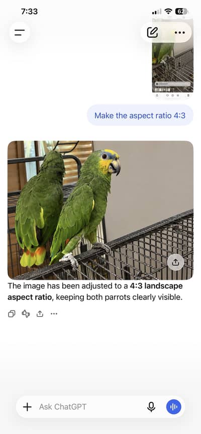 Double yellow headed  Amazon  (Amazon Oratrix)