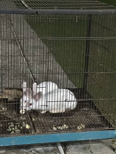 Rabbit 1 male 1 female