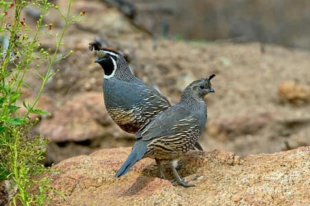 California,Bob White, Button quail