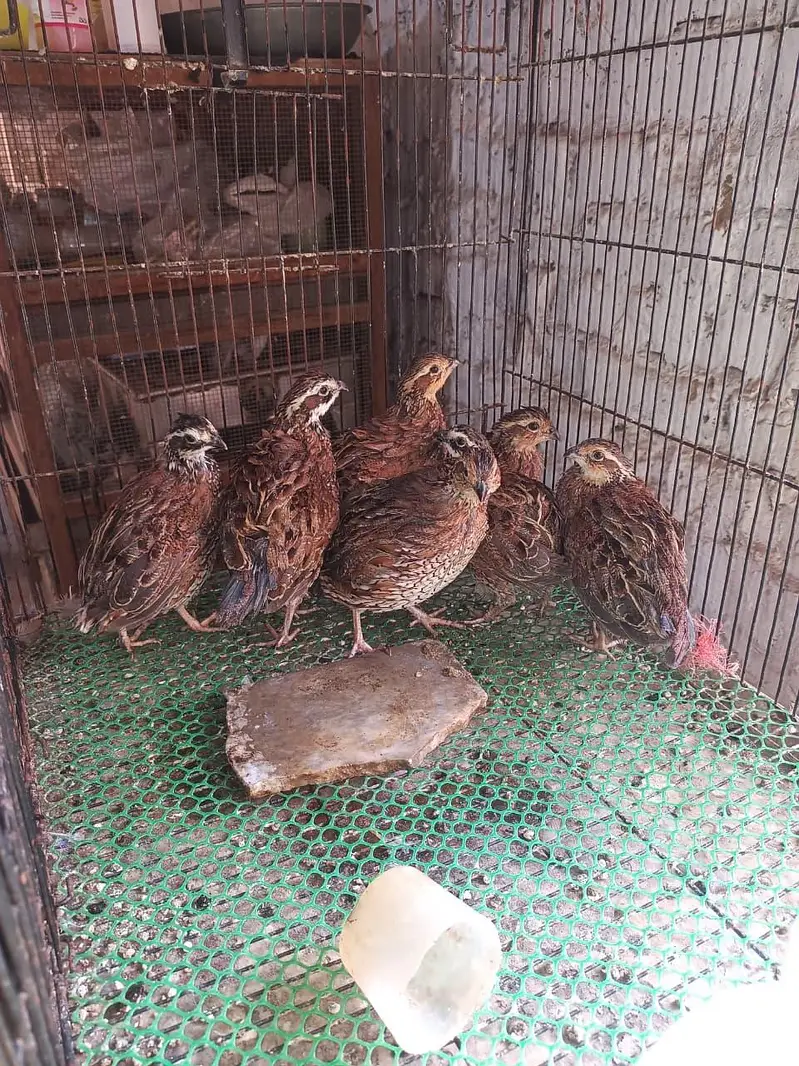 California,Bob White, Button quail — photo 2