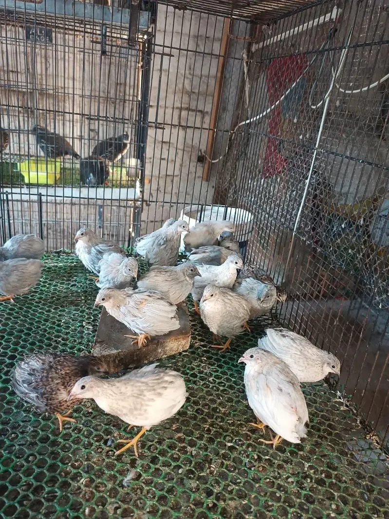 California,Bob White, Button quail — photo 3