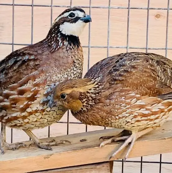 California,Bob White, Button quail — photo 4