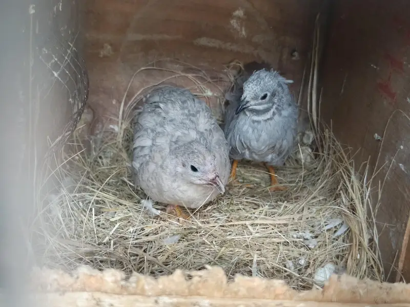 California,Bob White, Button quail — photo 5
