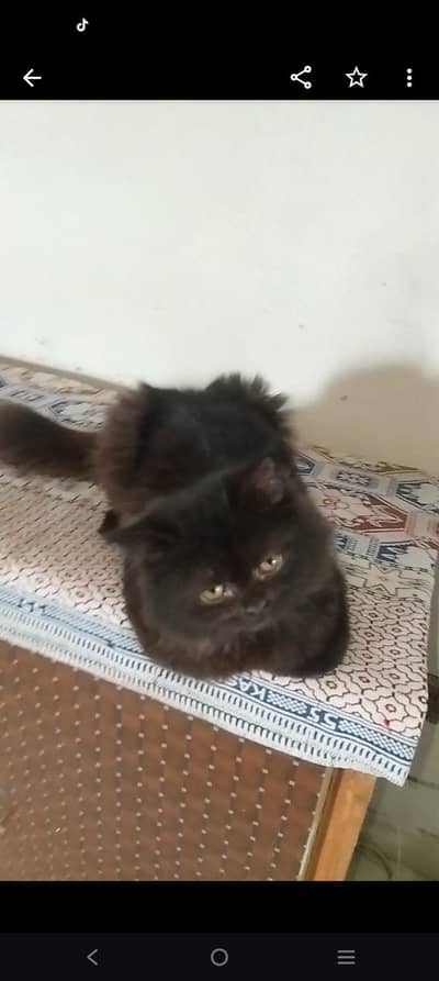 Persian black  kitten punch face