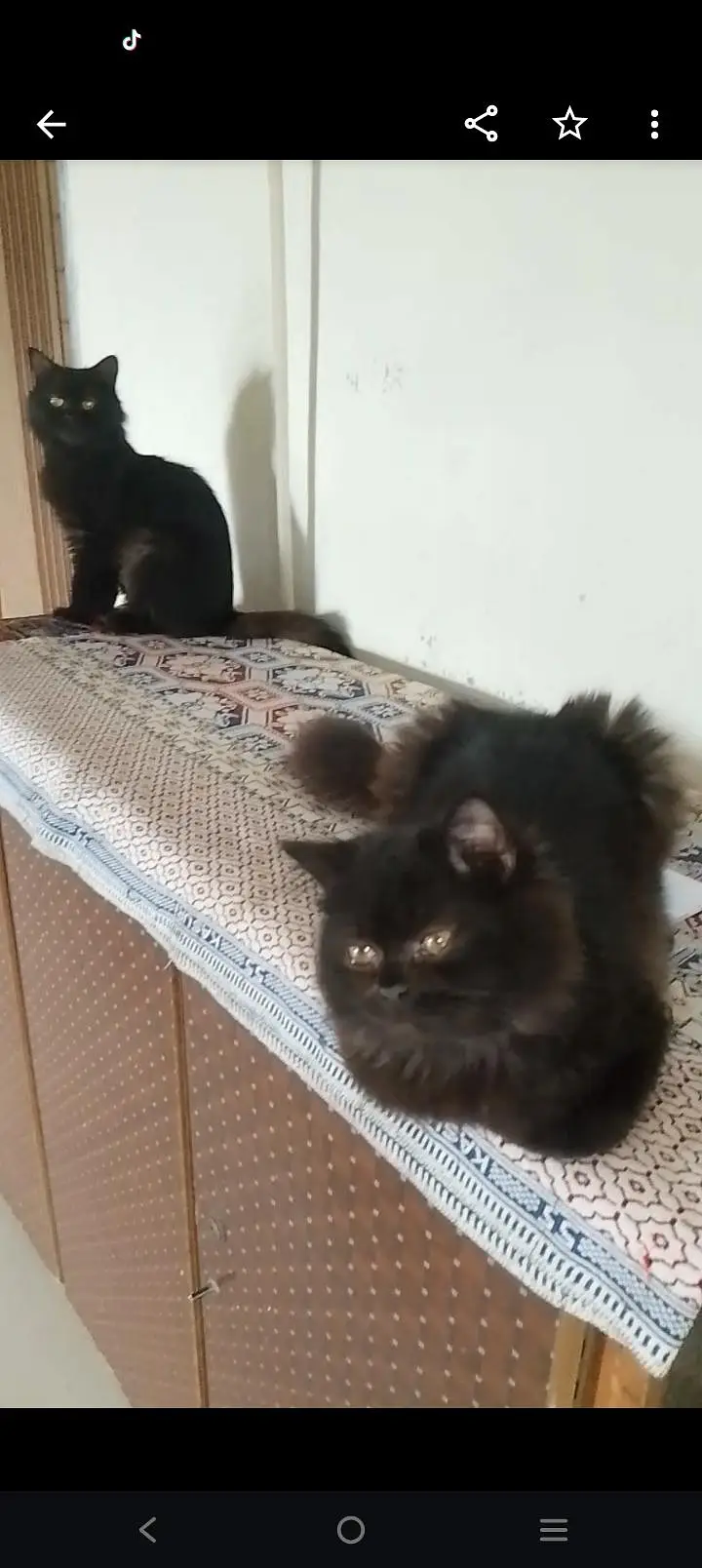 Persian black  kitten punch face — photo 2