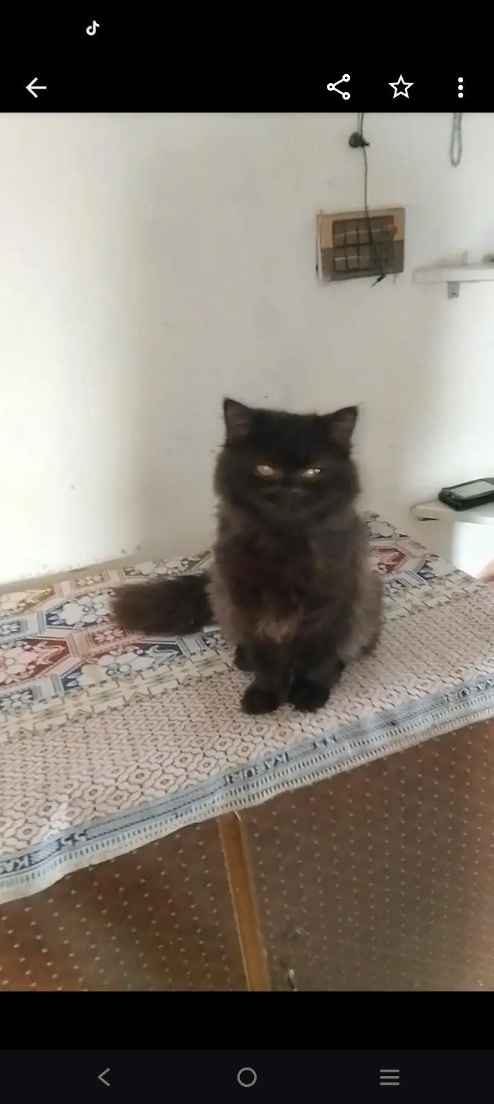 Persian black  kitten punch face — photo 3