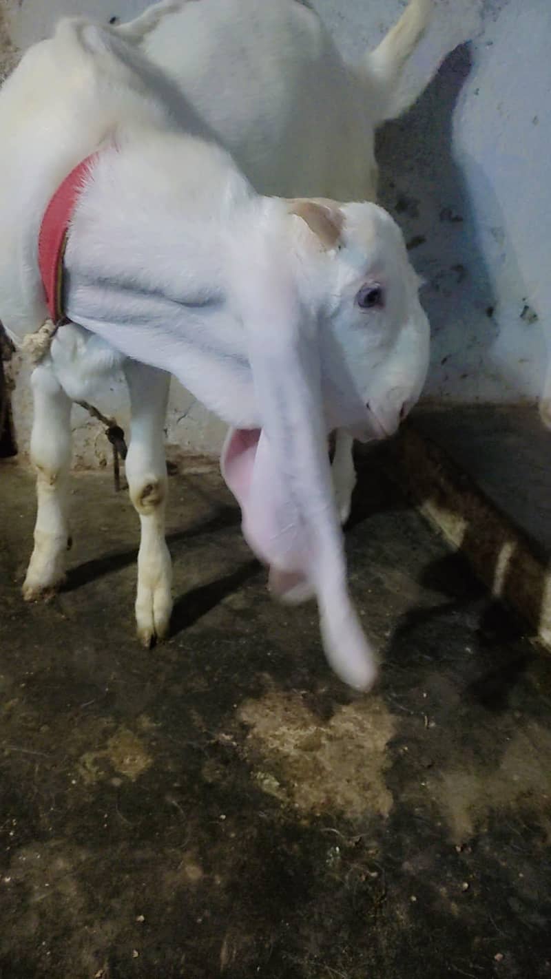 gulabi bakra 0