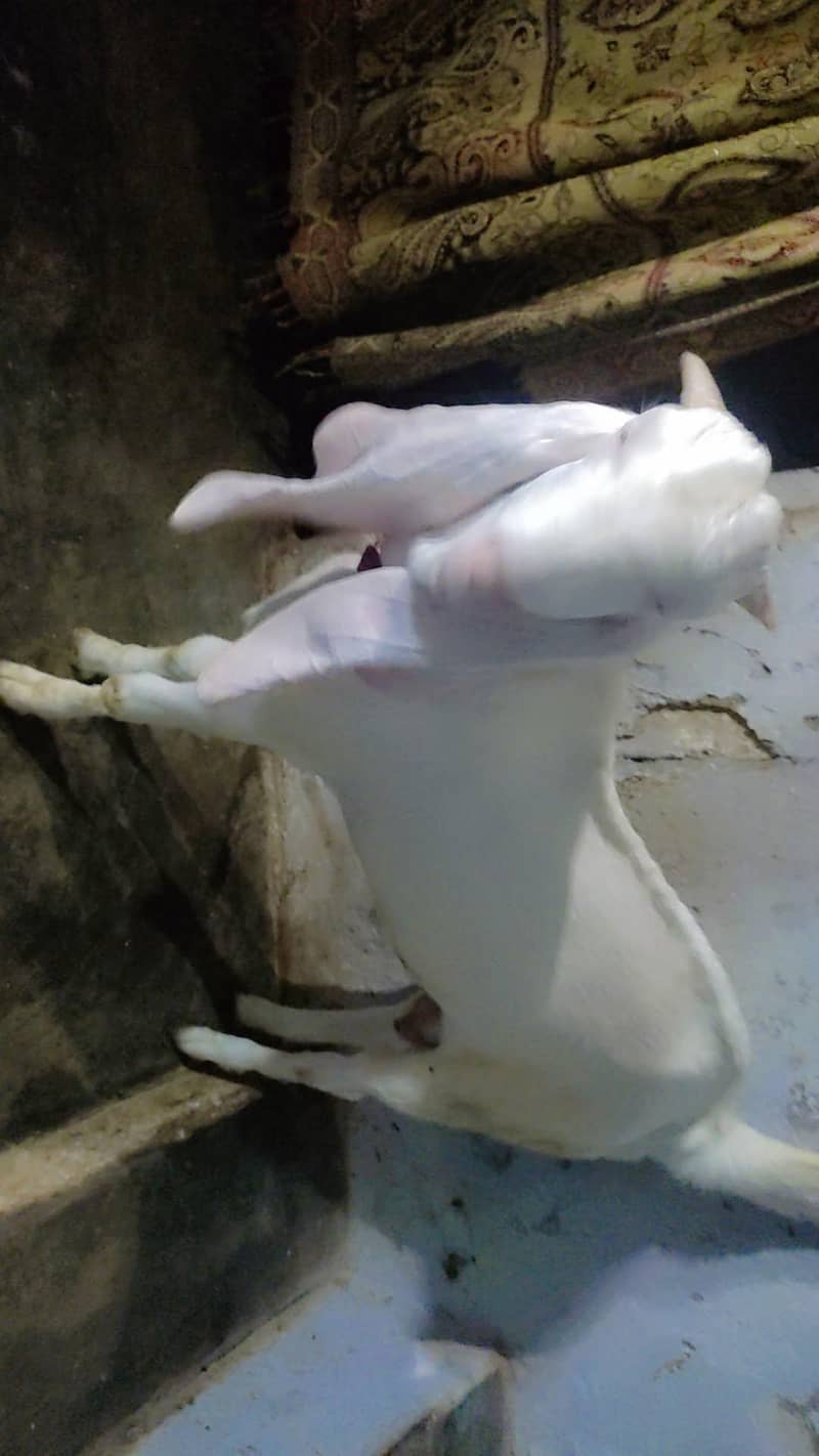 gulabi bakra 1