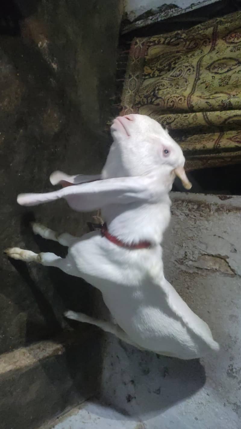 gulabi bakra 2