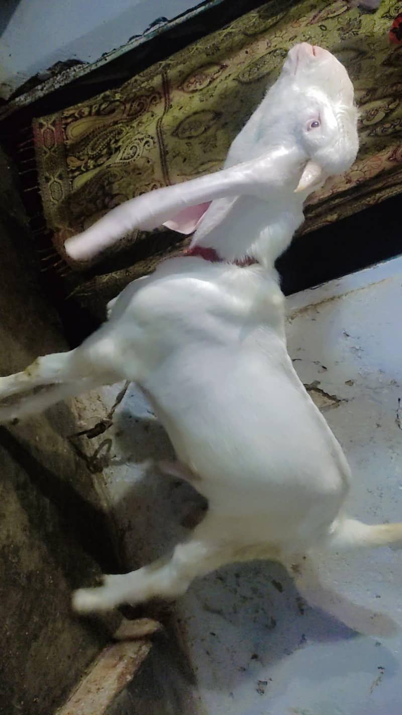 gulabi bakra 3