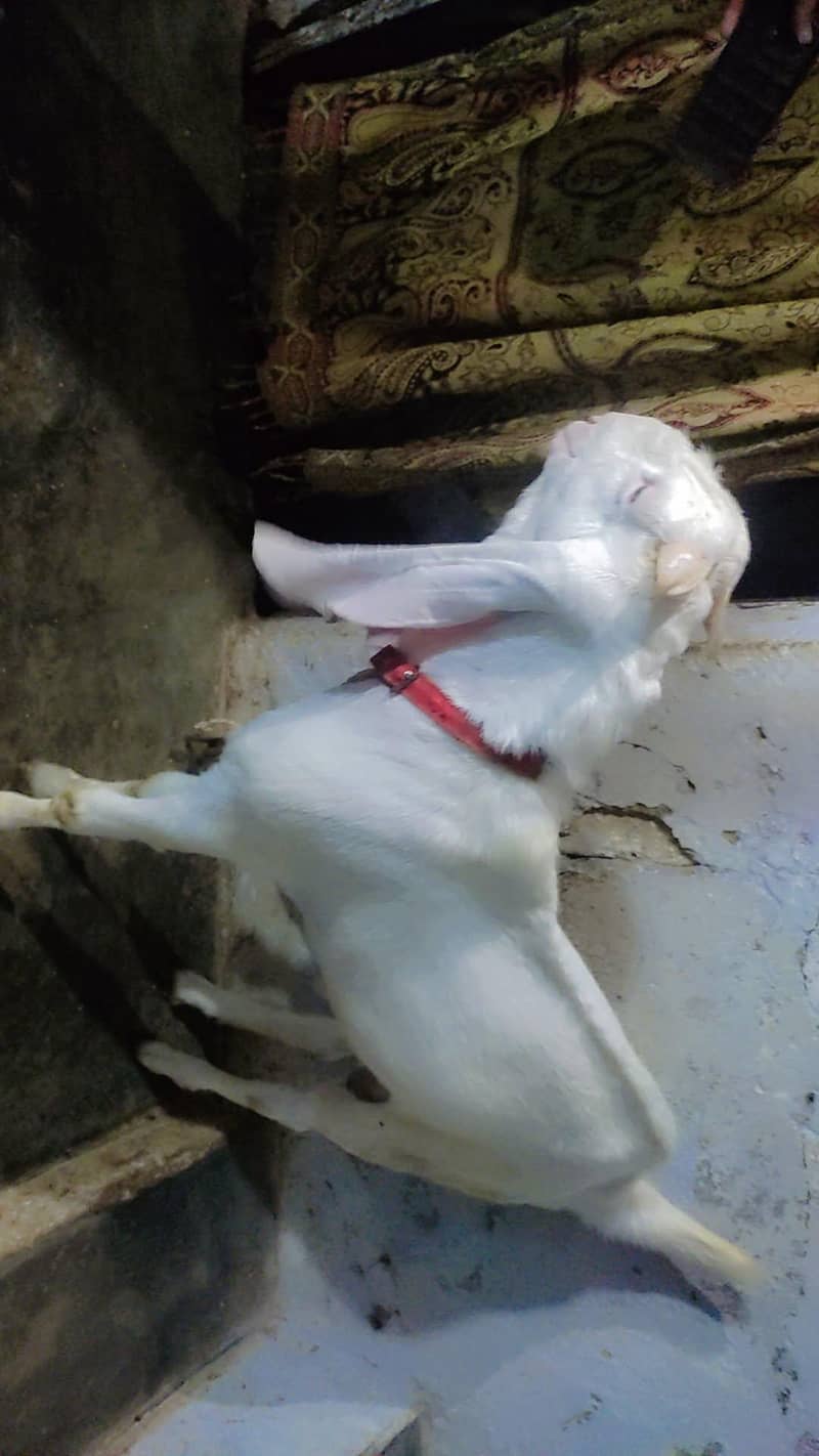 gulabi bakra 4