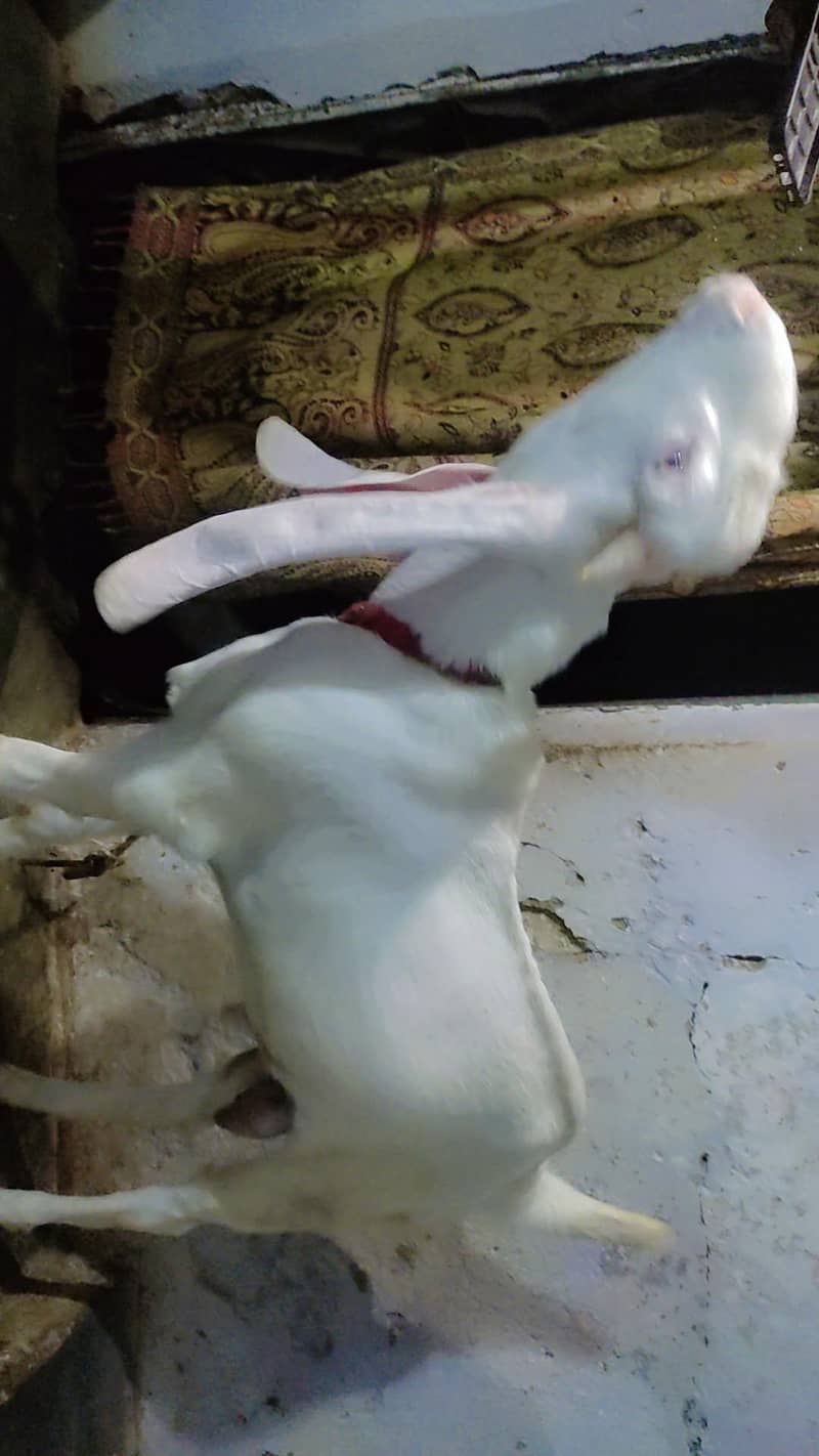 gulabi bakra 5