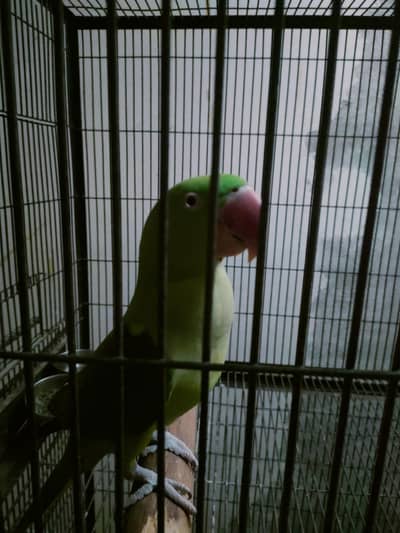 raw parrot