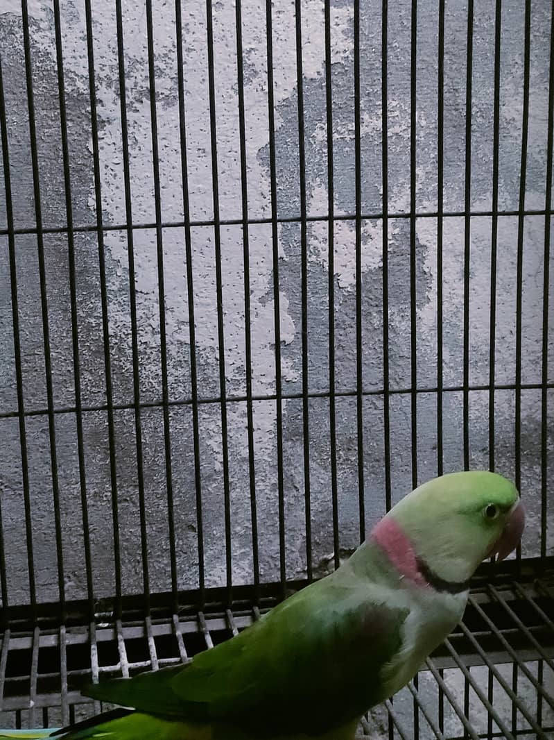 raw parrot 1