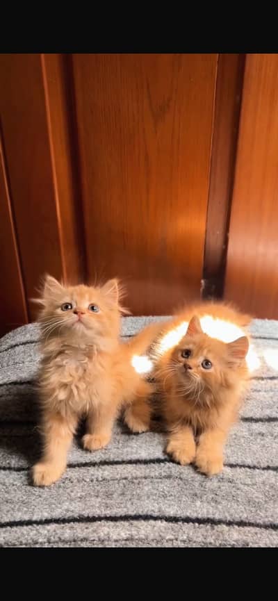 Persian kittens available