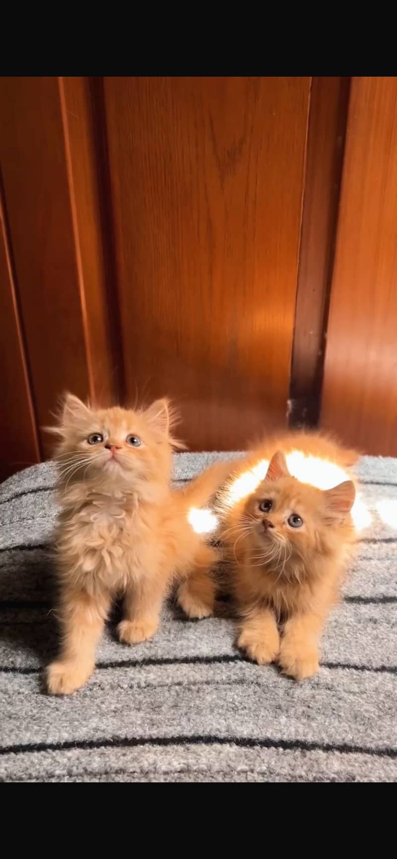 Persian kittens available 0
