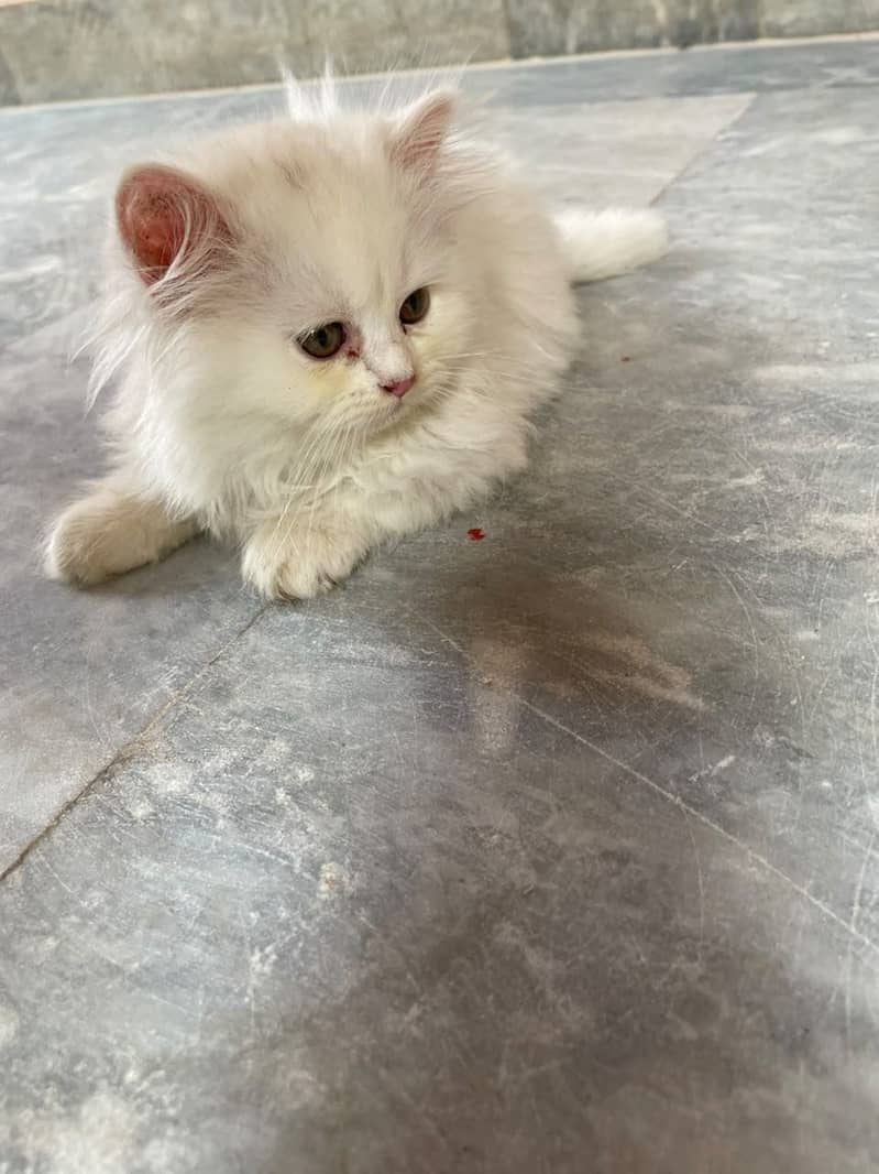 Persian kittens available 1