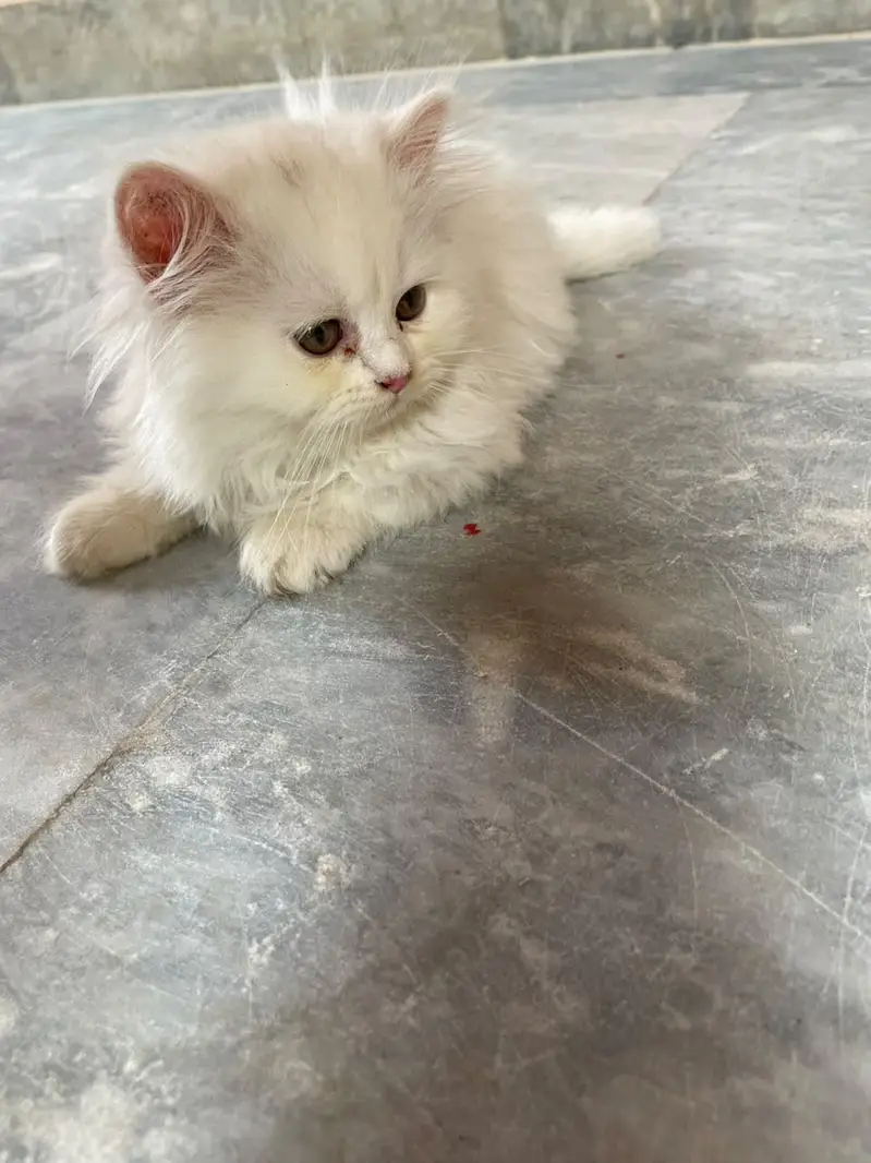 Persian kittens available — photo 2