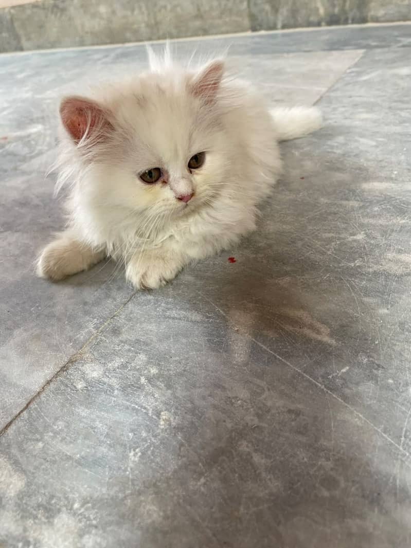 Persian kittens available 2