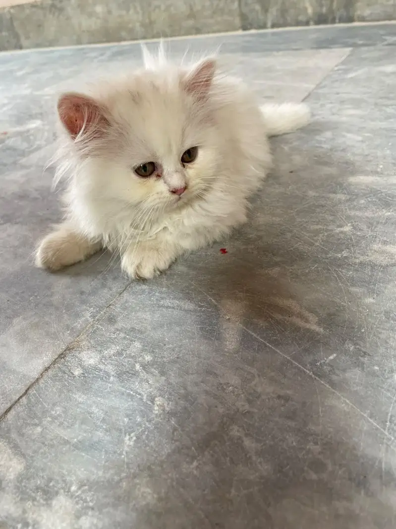 Persian kittens available — photo 3