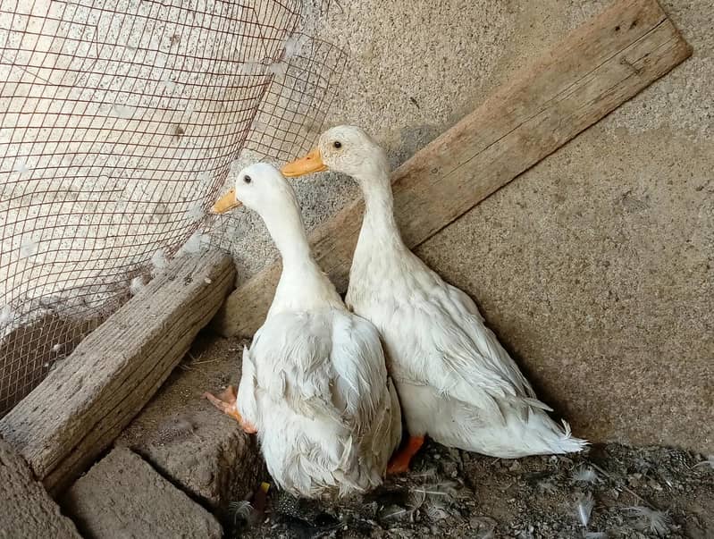 White duck 0