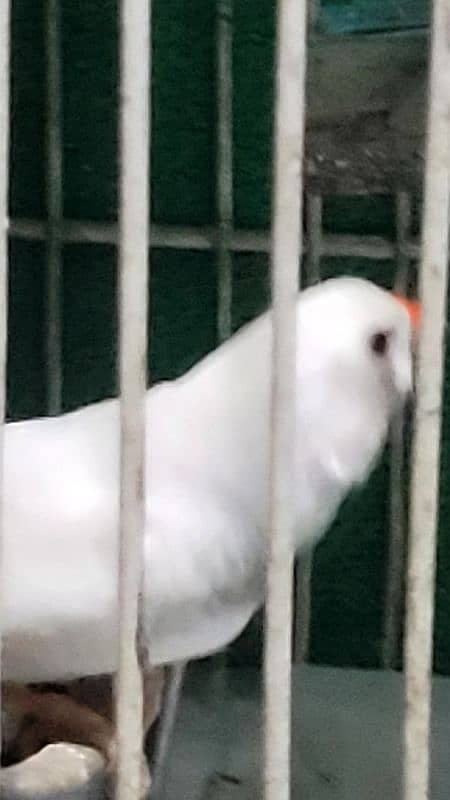 7 Male White finch - Finches - 1120798767