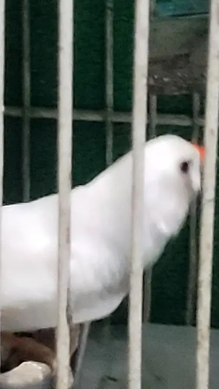 7 Male White finch