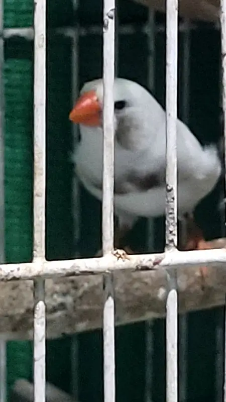 7 Male White finch — photo 2
