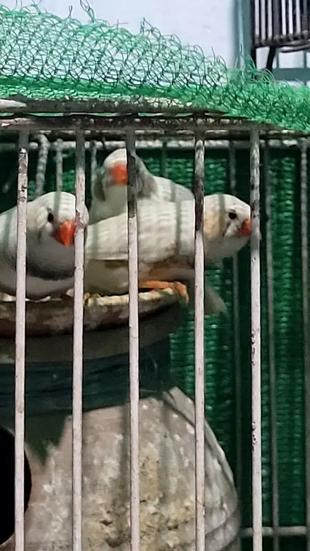 7 Male White finch — photo 3
