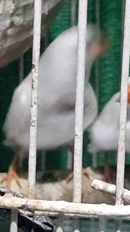 7 Male White finch — photo 4