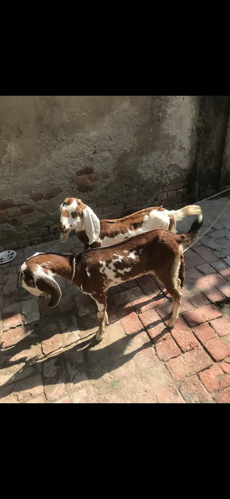 Goat for sell — photo 2
