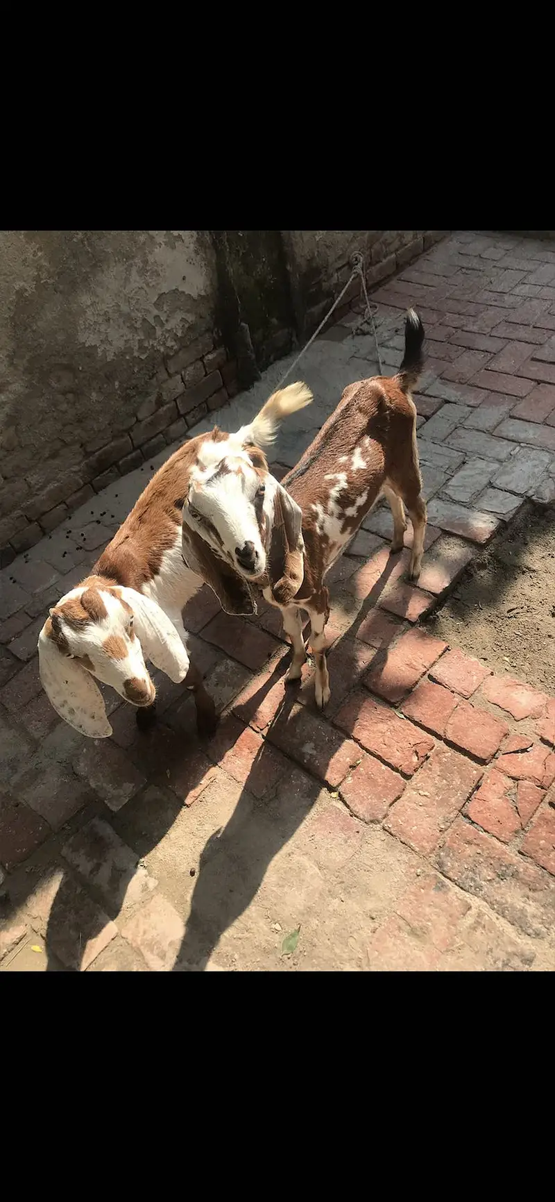 Goat for sell — photo 3