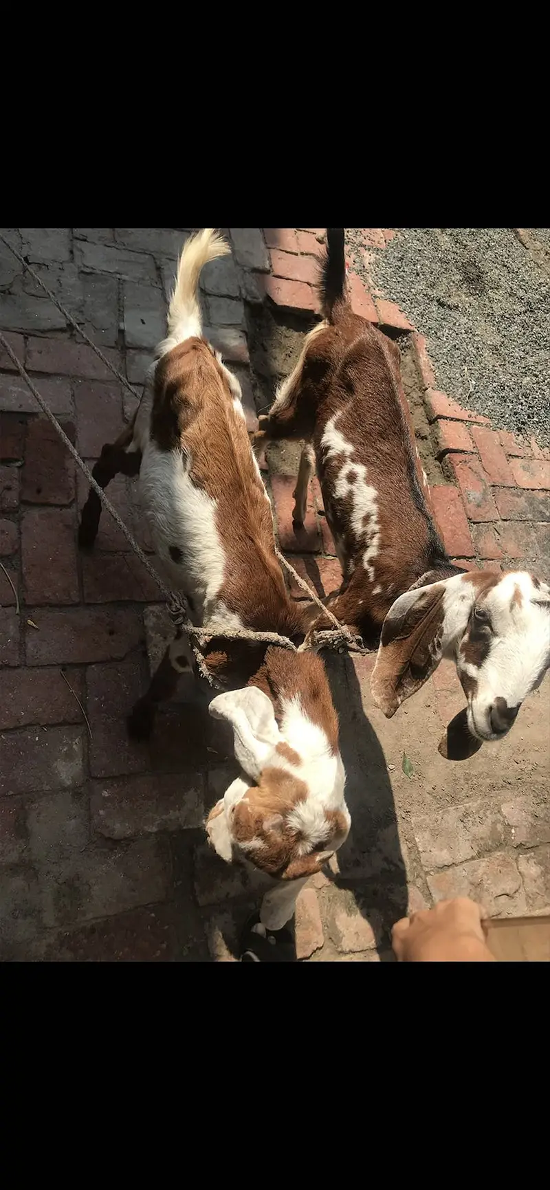 Goat for sell — photo 4