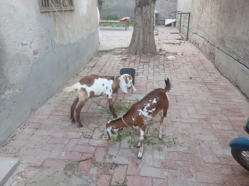 Goat for sell — photo 7