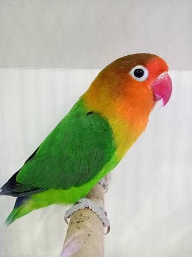 love bird