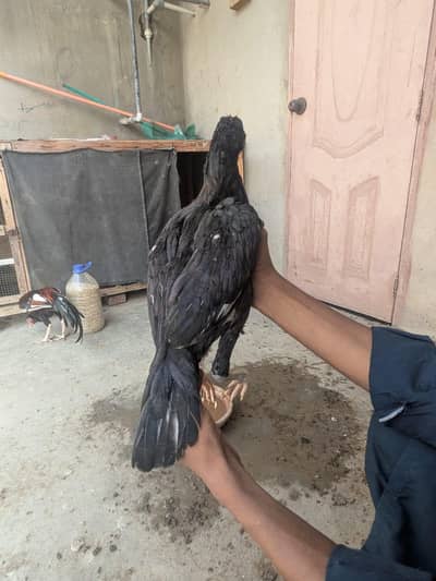 aseel mushka pathian I aseel murga | aseel patha  breed in low price