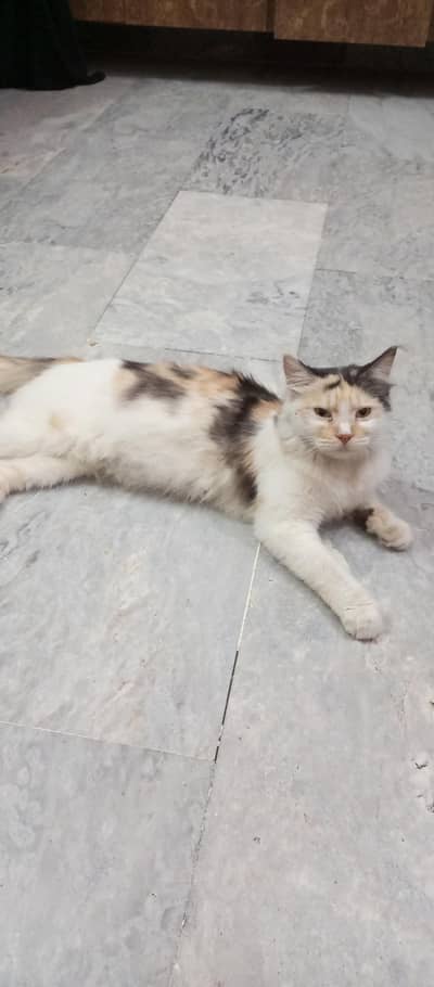 calico cat for sell