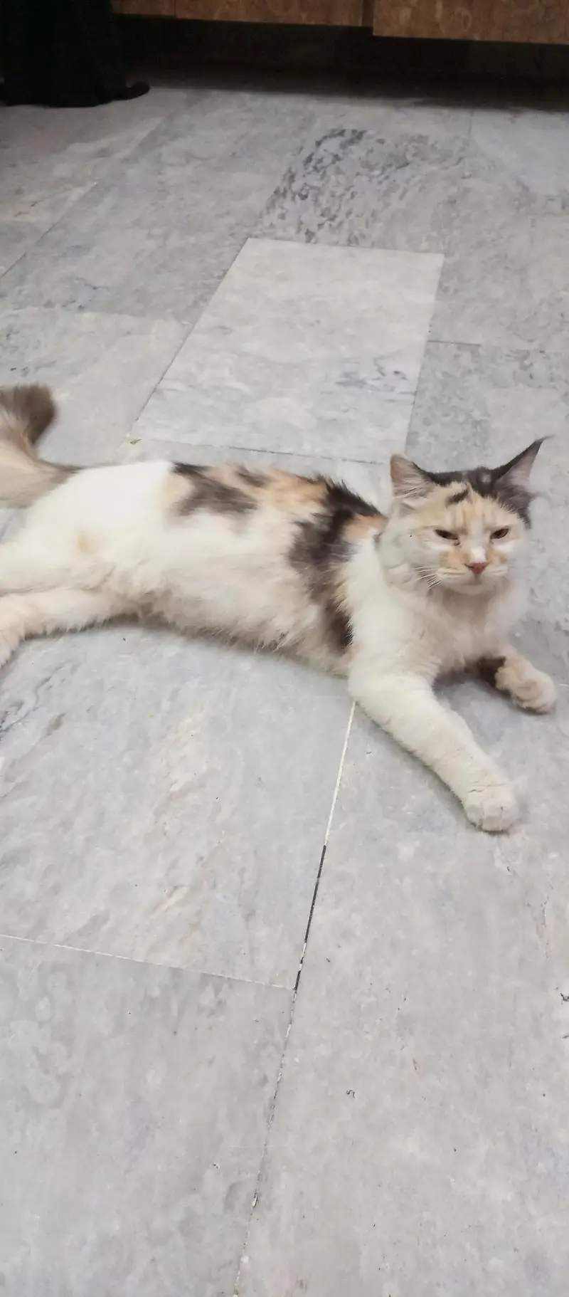 calico cat for sell — photo 2