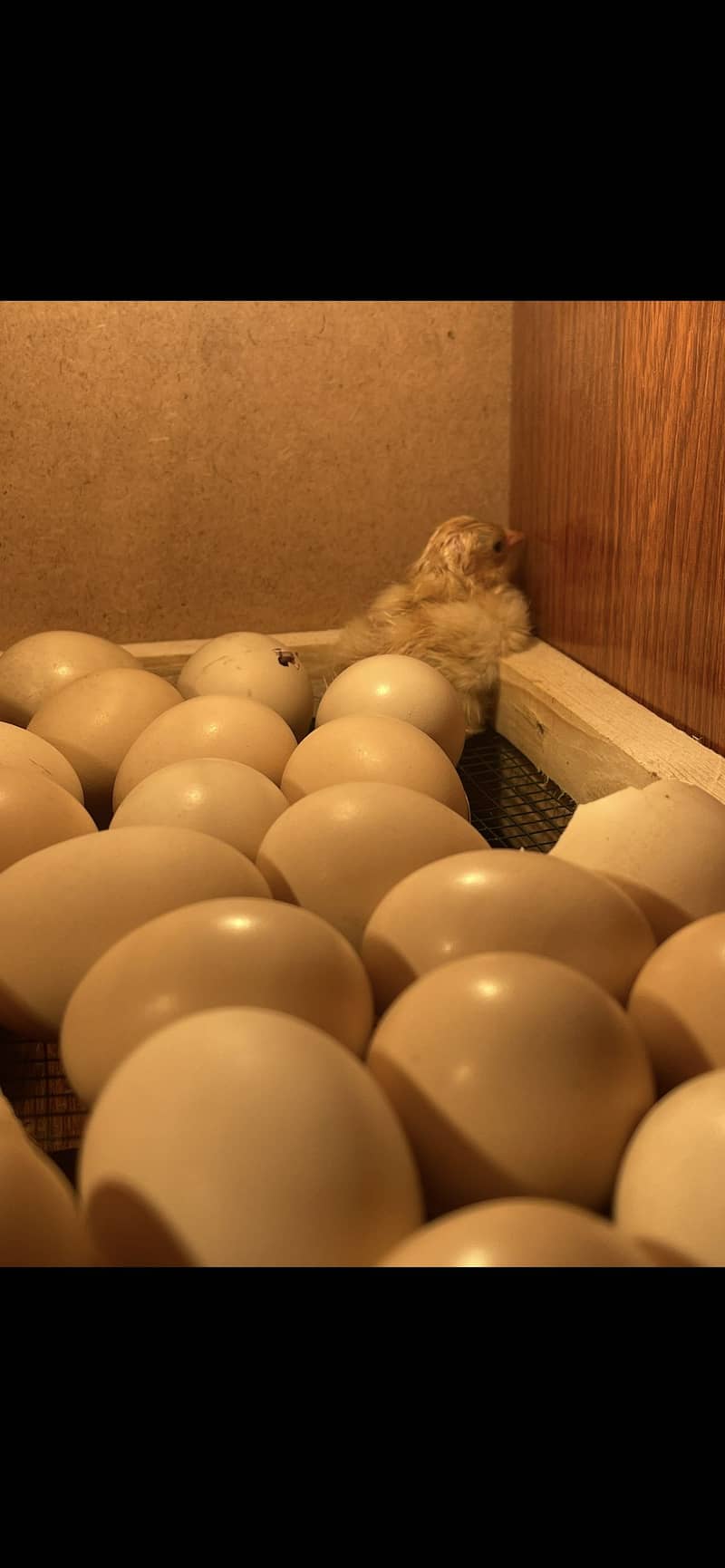 Golden buff heavy chicks for sale Rs-450 1