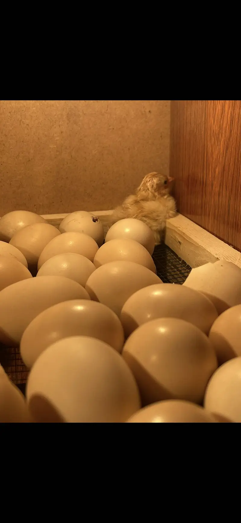 Golden buff heavy chicks for sale Rs-450 — photo 2