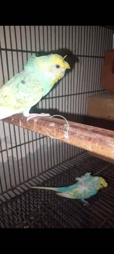 Hogo Romo Mashallah breeder pair 100%