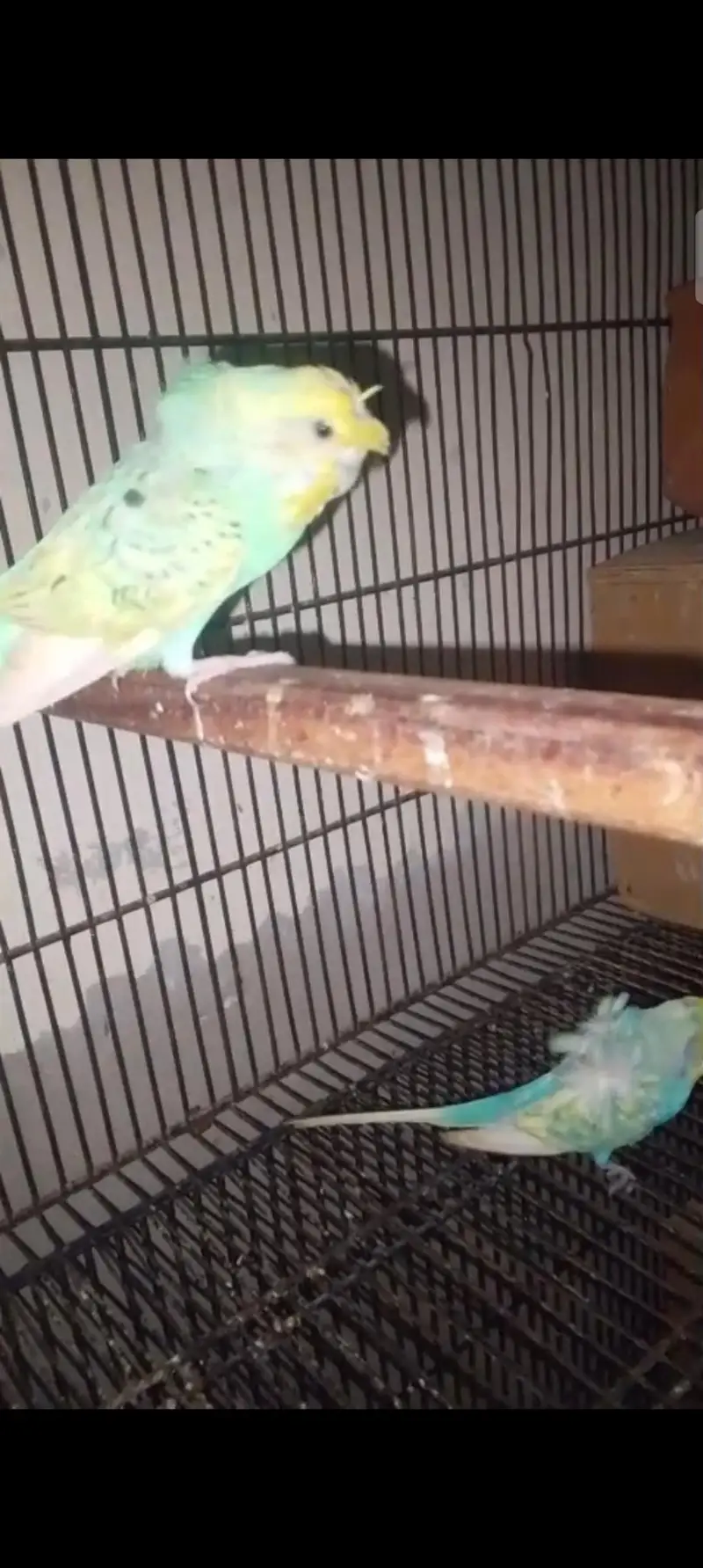 Hogo Romo Mashallah breeder pair 100% — photo 2