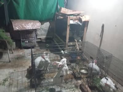 Complete Rabbit Setup with 7 Rabbits & 2 Cages