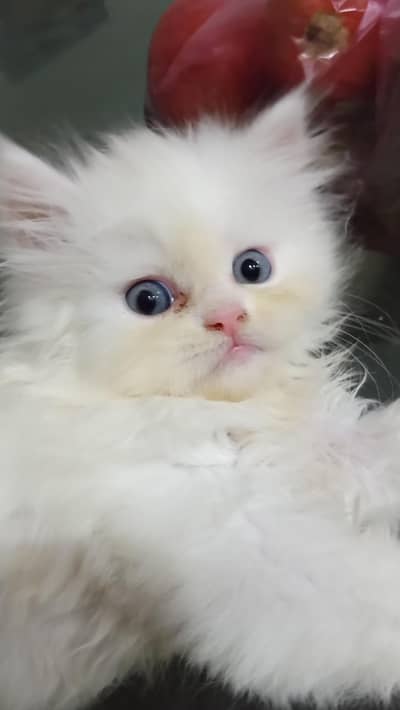 Pure white Persian kittens