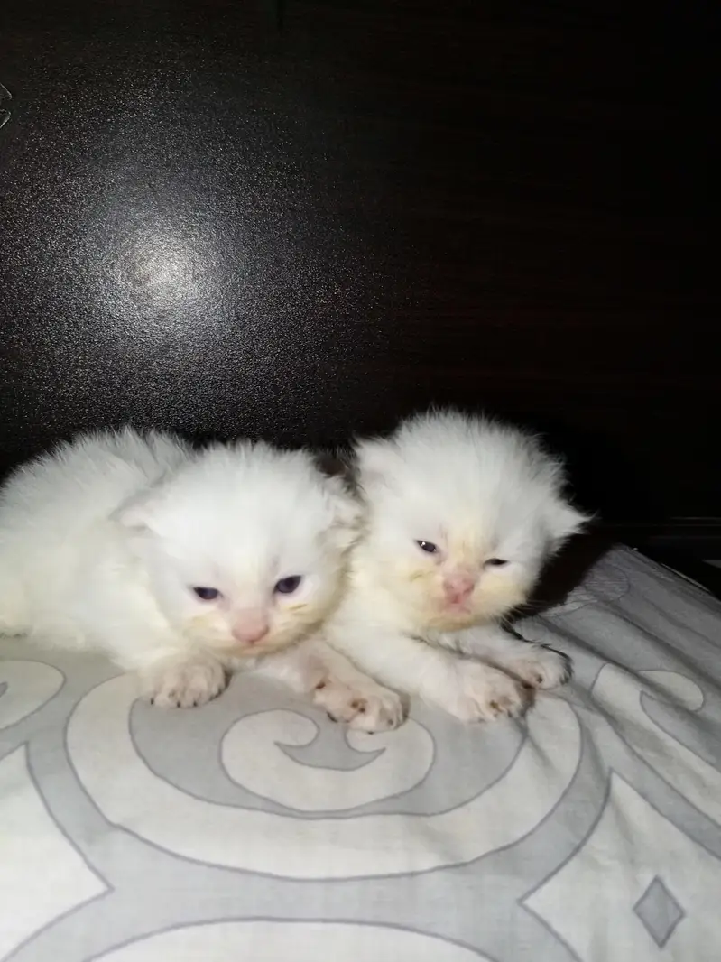 Pure white Persian kittens — photo 3