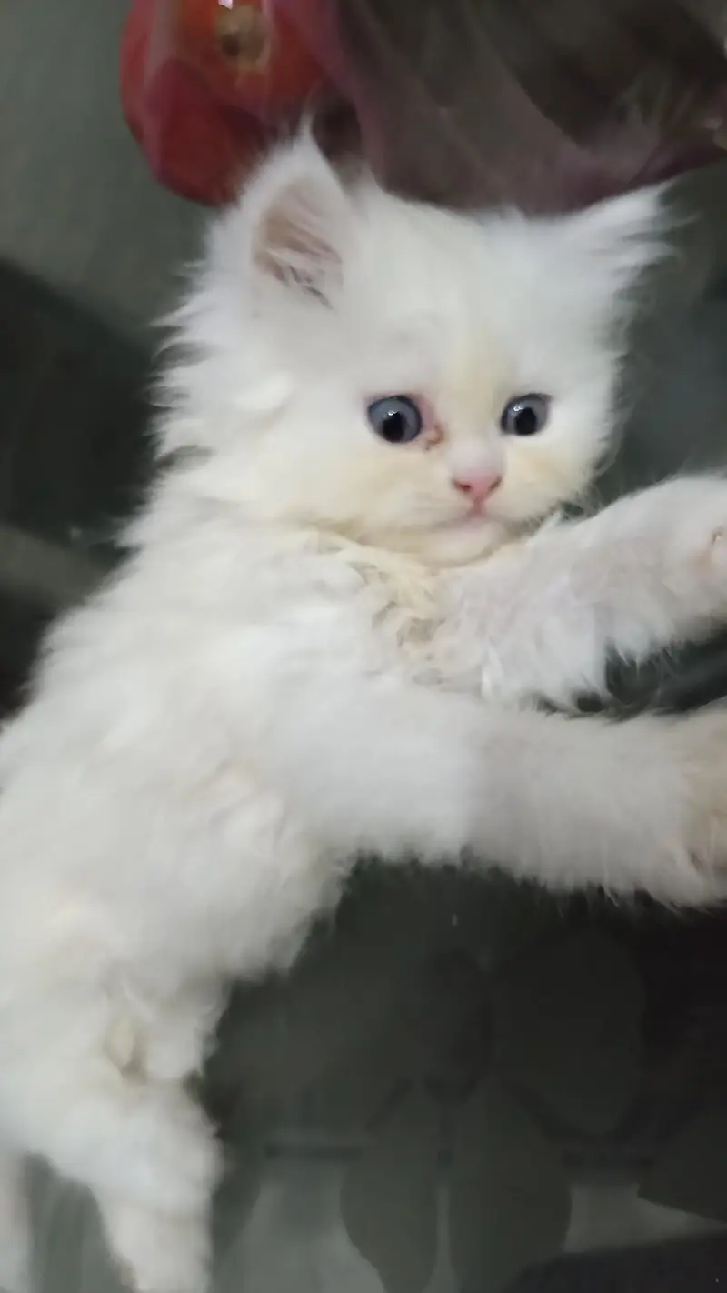 Pure white Persian kittens — photo 4