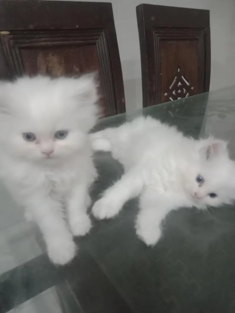 Pure white Persian kittens — photo 5